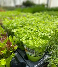 Groot assortiment kruidenplanten bij Tuin de Bruijn