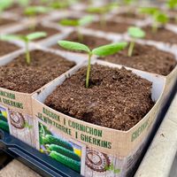 Groenteplanten bij Tuin de Bruijn