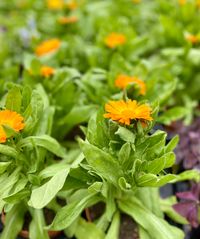 Ruime keuze perkgoed bij Tuin de Bruijn